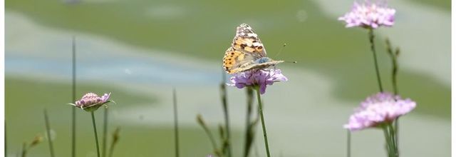Papillon Belle Dame - 2016