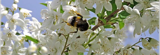    FLEURS  BLANCHES DU JARDIN 2023