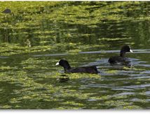 Foulques macroules - Fulica atra