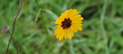C'est quoi donc ? Coreopsis des teinturiers