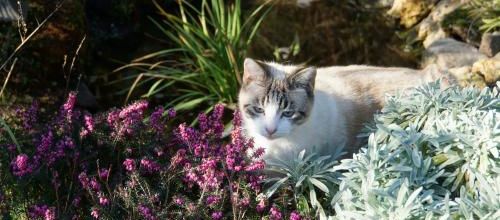 une gentille voisine