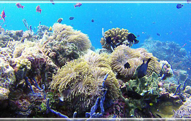Anémone magnifique, Magnificent sea anemone (Heteractis magnifica) - Kuda Faru Thila - Atoll d'Ari - Maldives