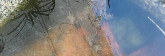  Parade nuptiale  ( nature )