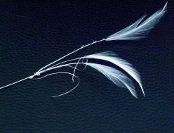 Trois plumes blanches