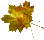 Chronique des jours d'automne -Chronicle of the autumnal days