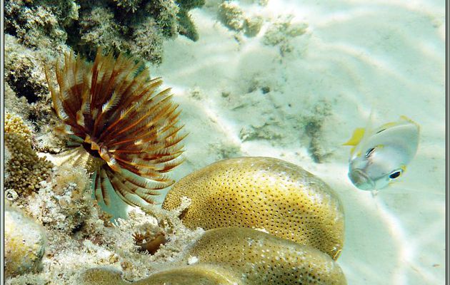 Ver tubicole à éventail ou Sabelle de St-Joseph (Sabellastarte sanctijosephi) - Anse de Port Launay - Mahé - Seychelles