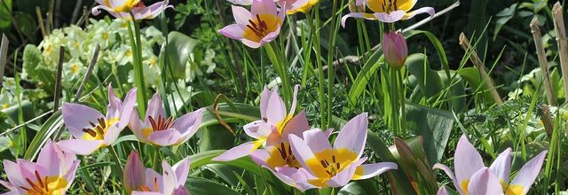 Une valeur sure, les tulipes botaniques