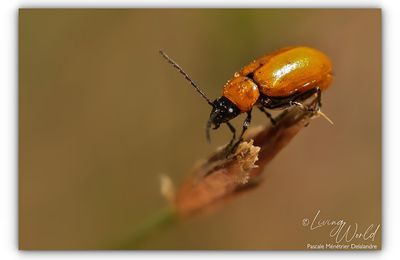 Lupérus portugais, seul ou à deux.