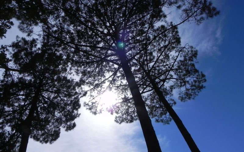 le soleil dans l'arbre à regarder ajeun !