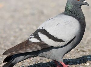 Le pigeon