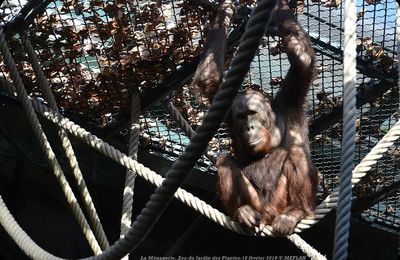Ménagerie du Jardin des Plantes : L'Orang-Outan (2)
