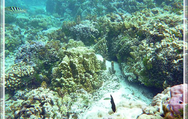 Mise à l'eau dans le "Jardin de corail" côté océan - Motu Tautau - Taha'a - Polynésie française