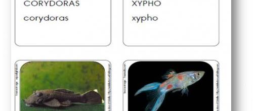 Cartes vocabulaires Poissons de l'aquarium - Guppy, Xypho, Corydoras, Ancistrus