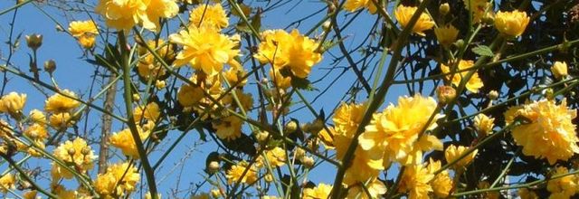 Juste quelques fleurs et ce petit lézard , histoire de saluer le soleil qui avait disparu