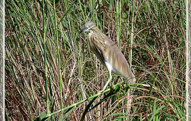 Crabier chevelu, Squacco Heron (Ardeola ralloides) - Safari nautique - Parc National de Chobe - Botswana