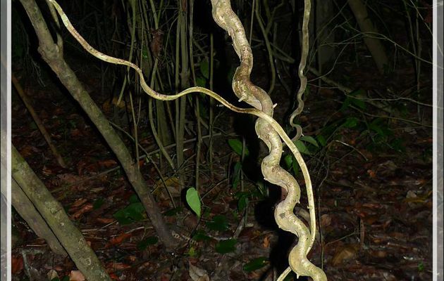 Liane escalier de singe (Bauhinia guianensis) - Inkaterra Hacienda Concepcion - Puerto Maldonado - Pérou