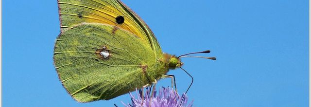 Souci (3) - Colias crocea