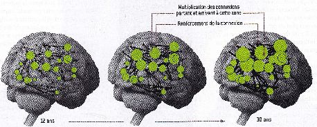 La plasticité du cerveau des jeunes.