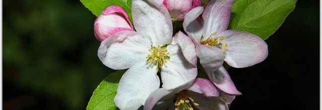Pommier (1) - Fleurs