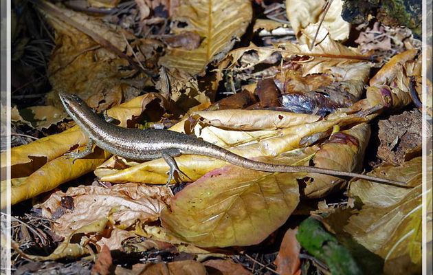 Un scinque endémique des Seychelles : le Scinque pentaligne (Trachylepis sechellensis) - Ile Aride