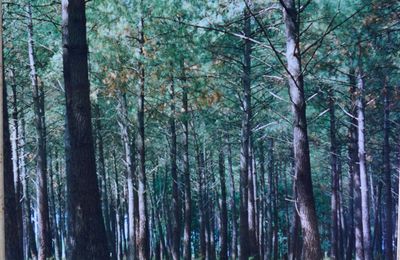 Un sous-bois à l'aquarelle, sur papier lanavanguard...