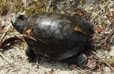 EB - Dame tortue cistude...