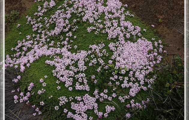 Fleurs blanches et roses en coussin Verveine de Buenos Aires (Junellia minutifolia ou tridactylites) - El Calafate - Argentine
