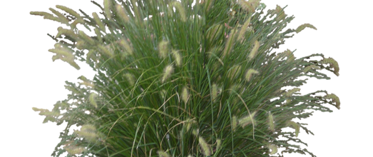 Ѽ Vegetation