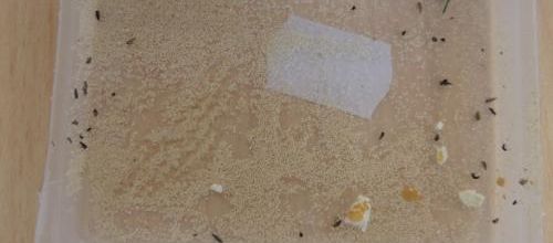 Des larves aux coccinelles