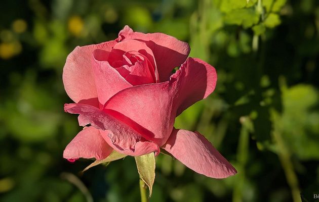 les fleurs de mon jardin en Mai 2025