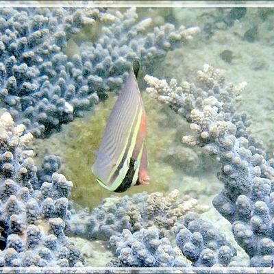 Snorkeling à Triton Bay : une Anémone magnifique, un Bénitier (si vous le voyez !), un Poisson-Papillon triangulaire (Chaetodon triangulum), une Demoiselle dorée (Amblyglyphidodon aureus) - Papua Barat - Papouasie - Indonésie