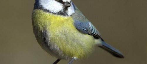 L'oiseau sur la branche