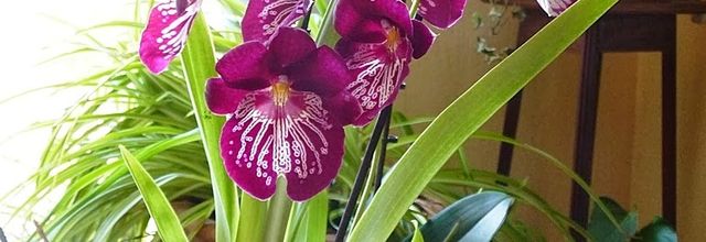 ORCHIDEE