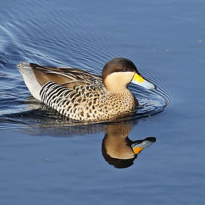 La laguna de los Patos