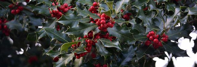 Le Houx : Le symbole de Noël