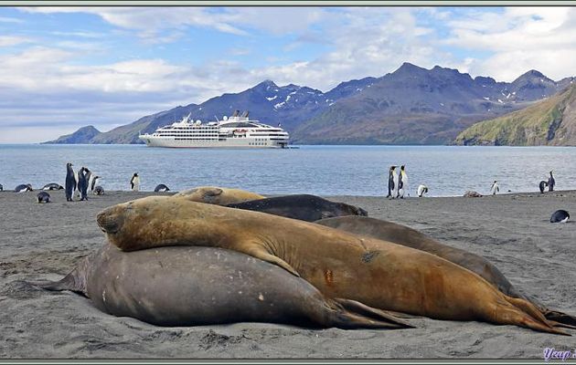 Éléphant de mer du sud (Mirounga leonina) et le Lyrial - Saint Andrews Bay - Géorgie du Sud