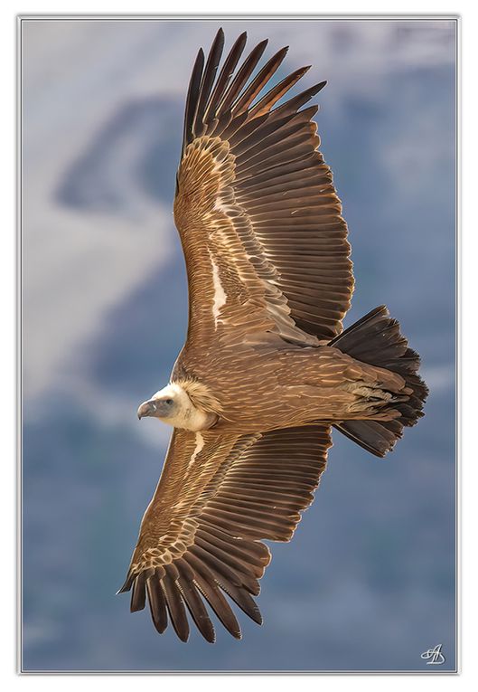 04 - Oiseaux