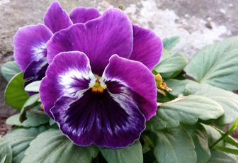 les fleurs du moment