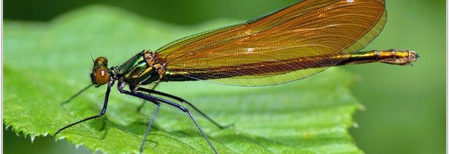 Caloptéryx Vierge (13) - Calopteryx virgo / Femelle
