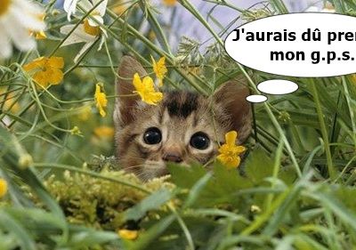 ... ou rester dans la cour...