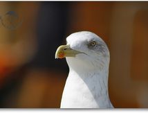 Goéland leucophée - Larus michahellis