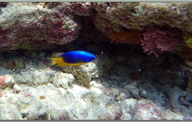 Pose devant l'objectif pour la Demoiselle bleue et jaune (Pomacentrus caeruleus) - Bird Island - Seychelles