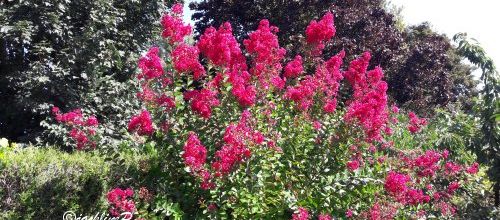 Notre lilas des Indes