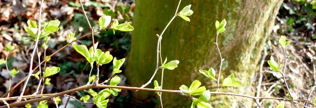 A la recherche du printemps