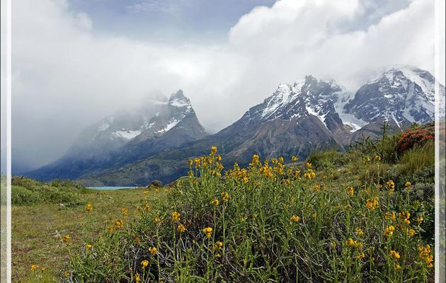 Thé de la pampa, Paramela (Adesmia boronioides) - Parque Torres del Paine - Patagonie - Chili