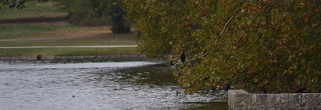 L’automne, poème de Chloé Douglas