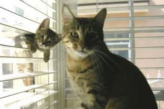 Maman chat et son chaton.