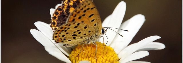 Cuivré Fuligineux (2) - Heodes tityrus