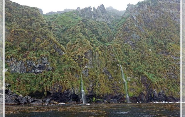 Côte entre Raised Beach et Archway Rock : Gorfous de Moseley - Gough Island - Tristan da Cunha