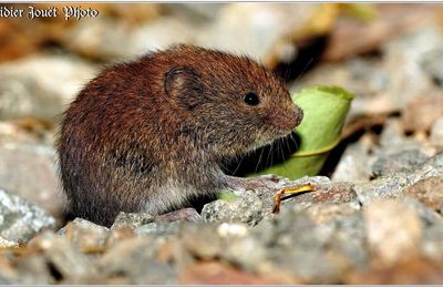 Mulot Sylvestre (1) - Apodemus sylvaticus